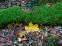 Erste Herbststimmung im Eibenwald